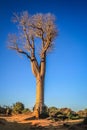 Woman under baobab