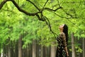 Alone woman under a big blossom tree