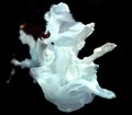 Woman Underwater Wearing White Gown Royalty Free Stock Photo