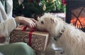 Woman unwrapping Christmas present with her dog by the Christmas tree