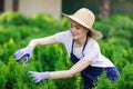 Woman uses gardening tool to trim hedge, cutting bushes with garden shears Royalty Free Stock Photo