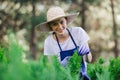 Woman uses gardening tool to trim hedge, cutting bushes with garden shears