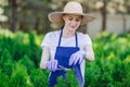 Woman uses gardening tool to trim hedge, cutting bushes with garden shears