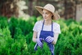 Woman uses gardening tool to trim hedge, cutting bushes with garden shears