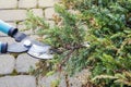 Woman uses pruning shears to cut coniferous shrubs in the garden Royalty Free Stock Photo