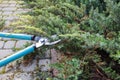 Woman uses pruning shears to cut coniferous shrubs in the garden Royalty Free Stock Photo