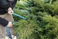 Woman uses pruning shears to cut coniferous shrubs in the garden Royalty Free Stock Photo