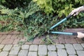 Woman uses pruning shears to cut coniferous shrubs in the garden Royalty Free Stock Photo