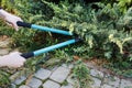 Woman uses pruning shears to cut coniferous shrubs in the garden Royalty Free Stock Photo