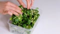 Woman using corn salad film for food storage on a white table. Roll of transparent polyethylene food film for packing