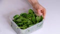 Woman using food film for food storage on a white table. Roll of transparent polyethylene food film for packing products Royalty Free Stock Photo