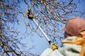 Woman using long pruning shears to trim high branches at fruit tree Royalty Free Stock Photo