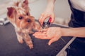 Woman using pliers while cutting nails for cute little dog Royalty Free Stock Photo