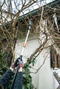 Woman using pole pruner to cut wisteria branches