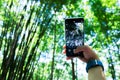 A woman using a smartphone to shoot bamboo forest.