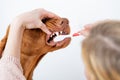 Woman using toothbrush to clen dogs teeth. Plaque removal, healthy dog teeth concept. Canine dental hygiene.