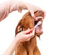 Woman using toothbrush to clen dogs teeth. Plaque removal, healthy dog teeth concept. Canine dental hygiene.