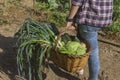 Woman in vegetable garden , holding basket of harvest artichokes, cabbages, potatoes, cucumbers, zucchini, leeks.Agriculture and Royalty Free Stock Photo