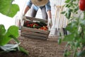 Woman in vegetable garden holding wooden box with farm vegetable