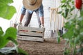 Woman in vegetable garden holding wooden box with farm vegetables. Autumn harvest and healthy organic food