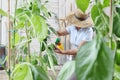 Woman in vegetable garden sprays pesticide on leaf of plant, car