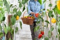 Woman in vegetable garden with wicker basket picking colored sweet peppers from lush green plants, growth harvest concept Royalty Free Stock Photo