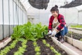 Woman in the vegetable garden. Woman planting seeds and seedlings in vegetable garden. Royalty Free Stock Photo