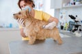 Veterinarian doctor examining cute dog in clinic