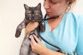 Woman veterinarian doctor holds sick cat close-up. Diagnostics of pets health in veterinary clinic concept Royalty Free Stock Photo