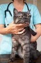 Woman veterinarian doctor holds sick cat close-up. Diagnostics of pets health in veterinary clinic concept Royalty Free Stock Photo