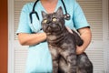 Woman veterinarian doctor holds sick cat close-up. Diagnostics of pets health in veterinary clinic concept Royalty Free Stock Photo