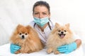 Woman veterinarian hugs happy dogs. vet doctor examines two senior Pomeranian spitzs in the clinic, office.