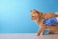 veterinarian listens to cute ginger cat with stethoscope on blue background, veterinary clinic concept