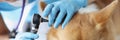 Woman veterinarian looking dog ear with otoscope closeup