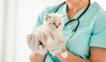 Ragdoll kitten at veterinerian clinic