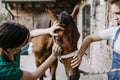 Young woman and veterinarian checking horse