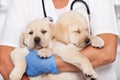 Woman veterinary healthcare professional holding two puppies