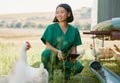 Woman, veterinary worker or tablet on chicken farm in medical research, hormone medicine study or healthcare wellness Royalty Free Stock Photo