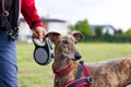 Woman on a walk with her dog Royalty Free Stock Photo