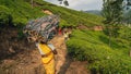 Woman walk in the tea plantation in munnar indian worker with his son child