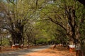 Woman walking across road full with tamarind tree canopy, Savitribai Phule agriculture college Royalty Free Stock Photo