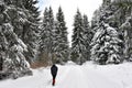 Woman walking alone in winter forest Royalty Free Stock Photo