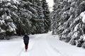 Woman walking alone in winter forest Royalty Free Stock Photo