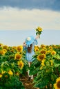 Woman walking along the field with sunflowers in hand reaching out the sky Royalty Free Stock Photo