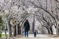 Woman walking along a path where on the sides, almond tree with branches full of white flowers in the El Retiro park in Madrid Royalty Free Stock Photo