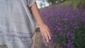 Woman walking on bamboo bridge and touching Purple wildflowers at viewpoint in Mon Jam the north of Thailand