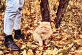 Woman walking with big ginger cat on leash in the park. Selective focus on the cat