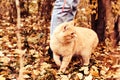 Woman walking with big ginger cat on leash in the park. Selective focus on the cat