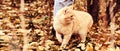 Woman walking with big ginger cat on leash in the park. Selective focus on the cat. Banner format