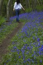 Woman Walking In Bluebell Woods Royalty Free Stock Photo